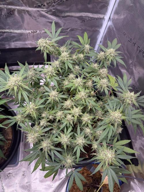 G4.2.26 - GHSC Skywalker. Week 10 - 26.08