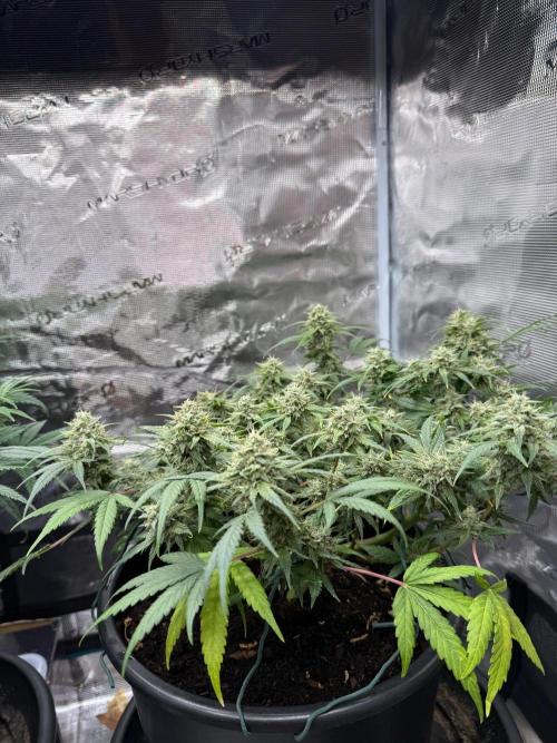 G4.2.26 - GHSC Skywalker. Week 10 - 27.08