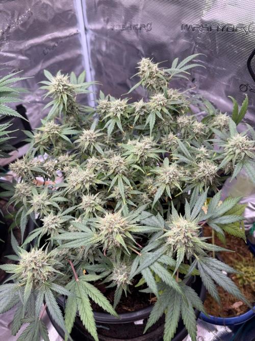 G4.2.26 - GHSC Skywalker. Week 10 - 28.08 Top view