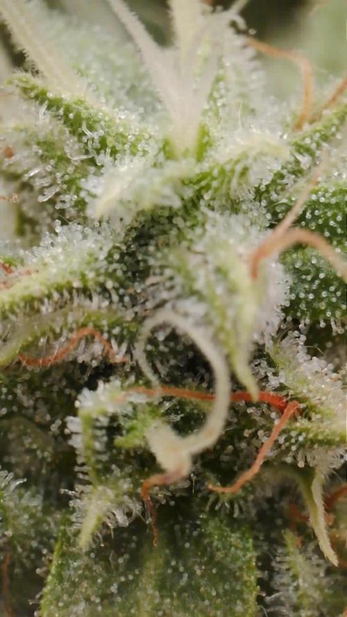 G4.2.26 - GHSC Skywalker. Week 10 - 28.08 Starting to see amber
