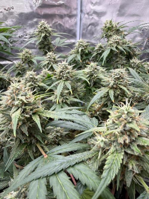 G4.2.26 - GHSC Skywalker. Week 10 - 28.08 Side view