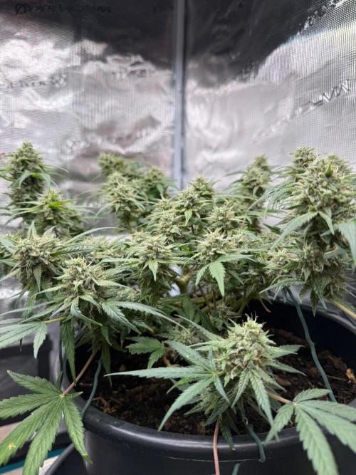 G4.2.26 - GHSC Skywalker. Week 10 - 28.08 Side view