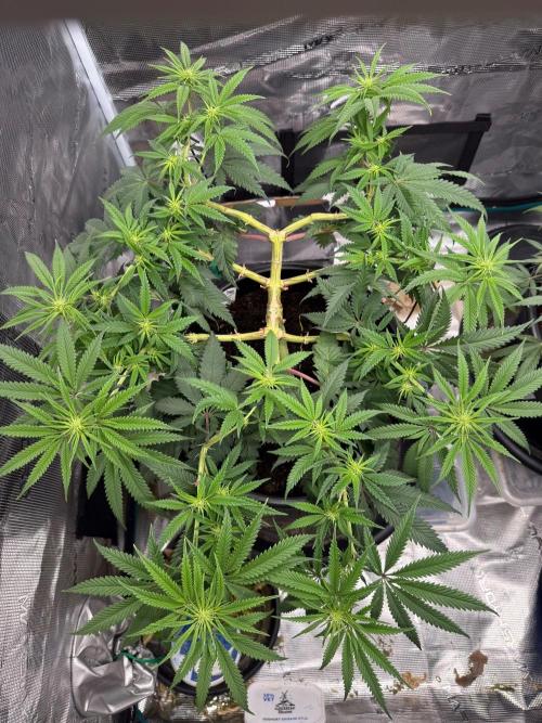 G3.2.26 - TerpyZ Fruit Trees. Week 10 - 24.08