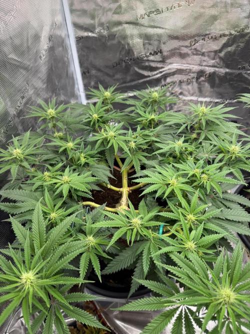 G3.2.26 - TerpyZ Fruit Trees. Week 10 - 28.08