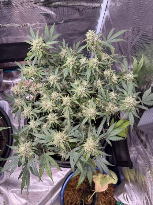 G4.2.26 - GHSC Skywalker. Week 11 - 29.08