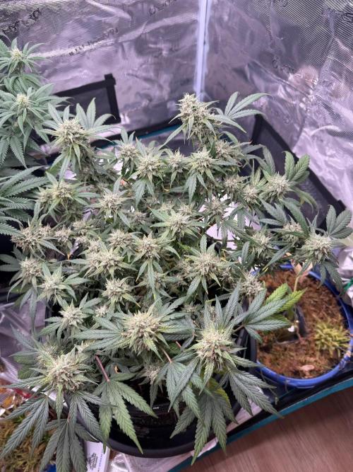 G4.2.26 - GHSC Skywalker. Week 11 - 30.08
