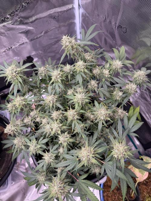 G4.2.26 - GHSC Skywalker. Week 11 - 31.08