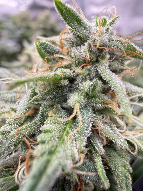 G4.2.26 - GHSC Skywalker. Week 11 - 01.09
