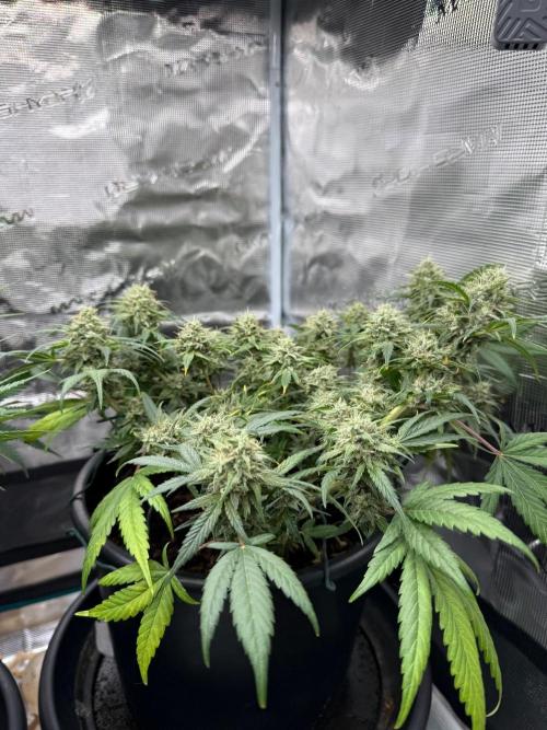 G4.2.26 - GHSC Skywalker. Week 11 - 01.09