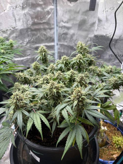 G4.2.26 - GHSC Skywalker. Week 11 - 02.09