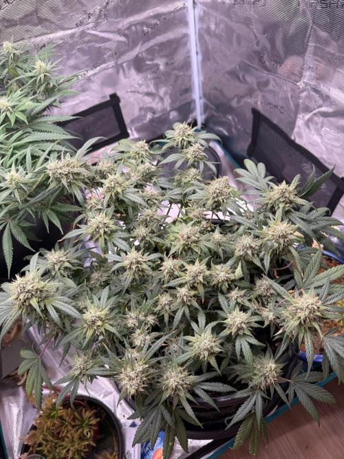 G4.2.26 - GHSC Skywalker. Week 11 - 03.09