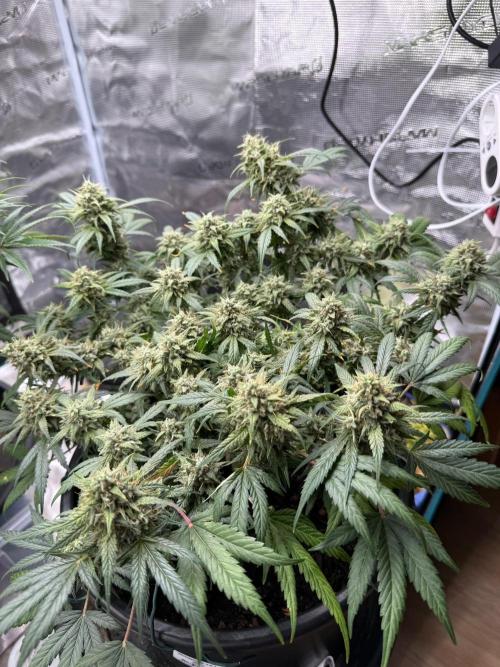 G4.2.26 - GHSC Skywalker. Week 11 - 04.09