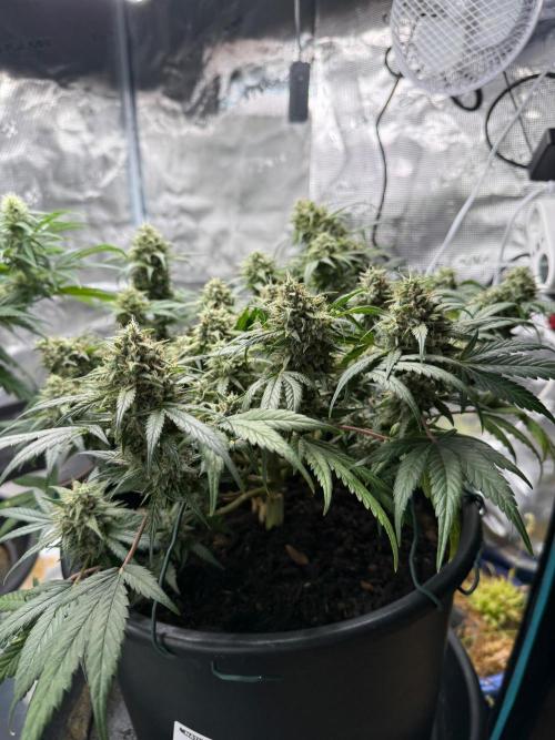 G4.2.26 - GHSC Skywalker. Week 11 - 04.09