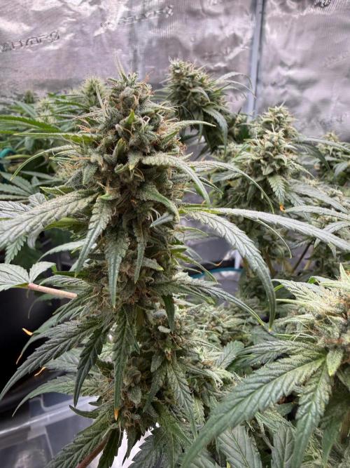 G4.2.26 - GHSC Skywalker. Week 11 - 04.09 Flower view