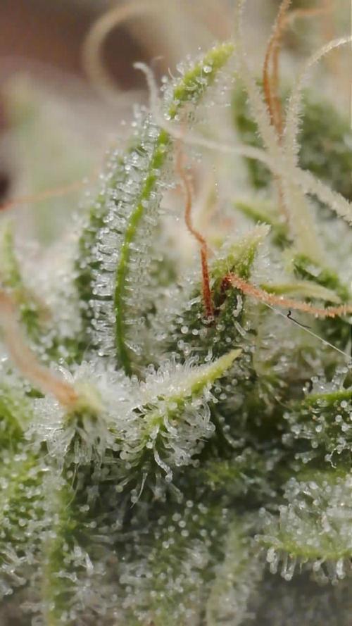 G4.2.26 - GHSC Skywalker. Week 11 - 04.09 Trichomes