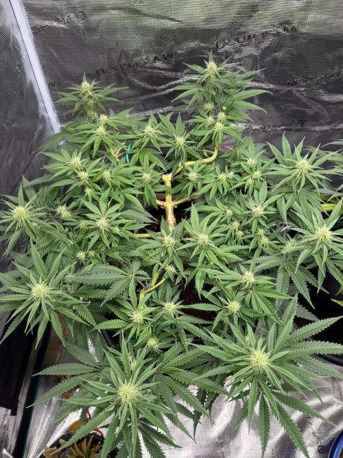 G3.2.26 - TerpyZ Fruit Trees. Week 11 - 01.09