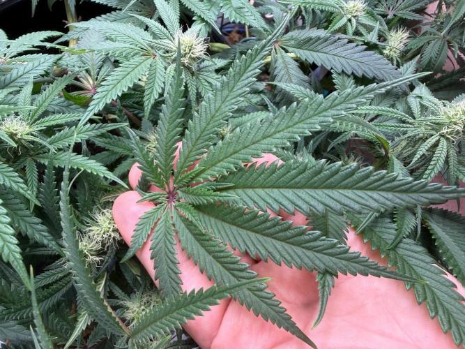 G3.2.26 - TerpyZ Fruit Trees. Week 11 - 01.09 Look at this 15 fingered leaf!