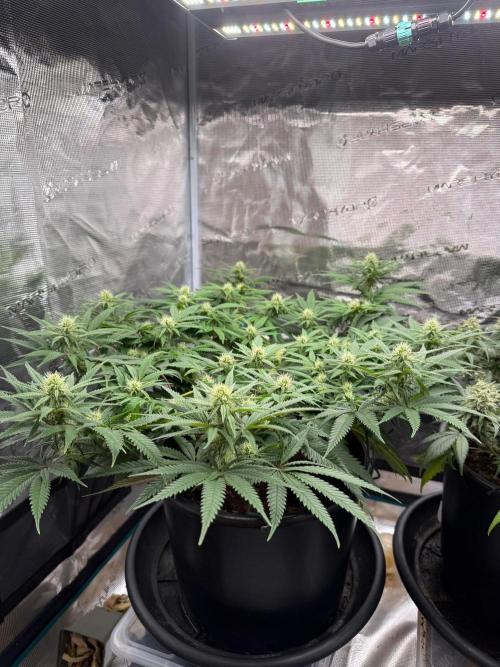 G3.2.26 - TerpyZ Fruit Trees. Week 11 - 02.09