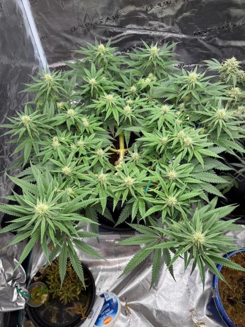 G3.2.26 - TerpyZ Fruit Trees. Week 11 - 03.09