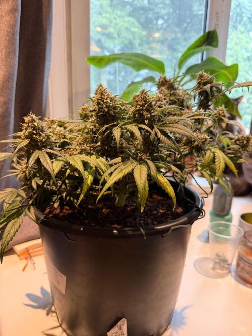 G4.2.26 - GHSC Skywalker. Week 12 - 09.09