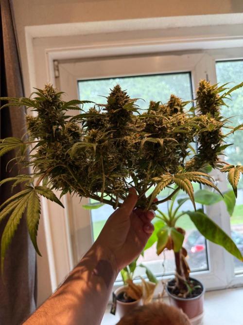 G4.2.26 - GHSC Skywalker. Week 12 - 09.09 Cut down!