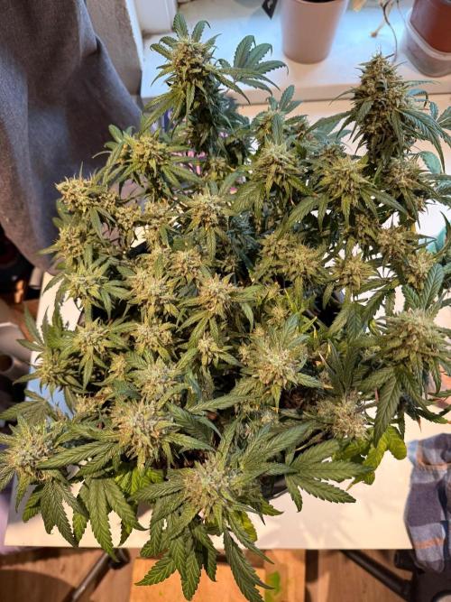 G4.2.26 - GHSC Skywalker. Week 12 - 09.09