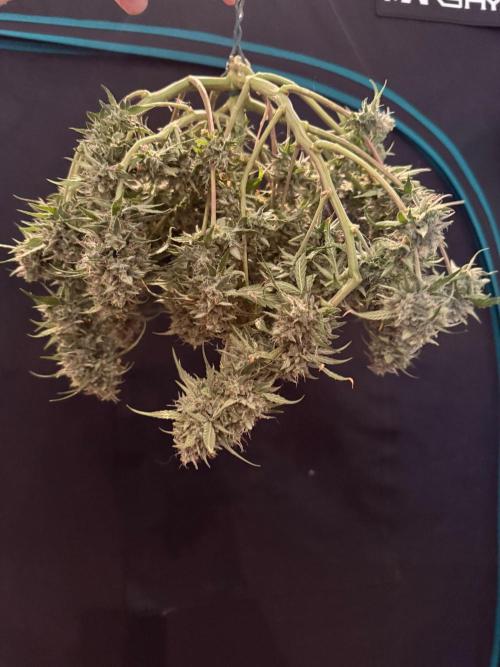 G4.2.26 - GHSC Skywalker. Week 12 - 09.09 No mr Bond… I expect you to DRY!