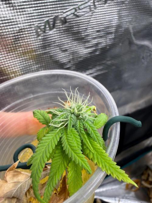 G3.2.26 - TerpyZ Fruit Trees. Week 12 - 11.09 Flowering clone, I guess my first hydro grow? :p