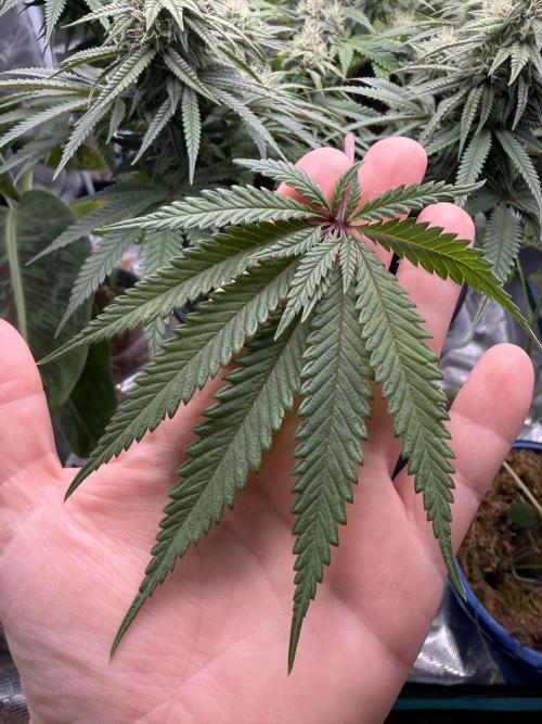 G3.2.26 - TerpyZ Fruit Trees. Week 13 - 18.09 15 fingered leaf defoliated