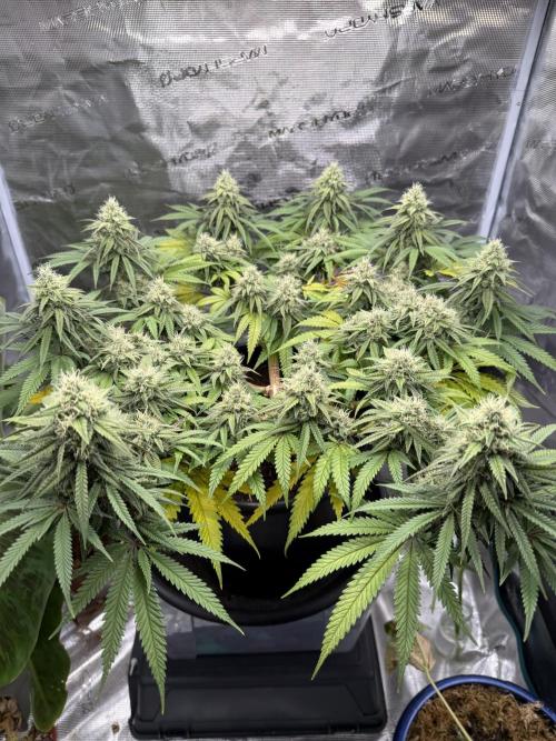 G3.2.26 - TerpyZ Fruit Trees. Week 14 - 23.09 Upped nutrients 
