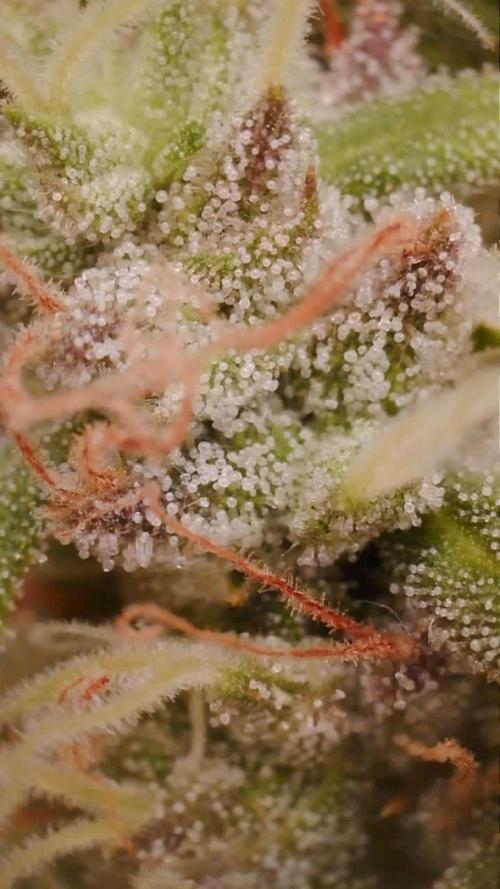 G3.2.26 - TerpyZ Fruit Trees. Week 15 - 01.10 Trichomes