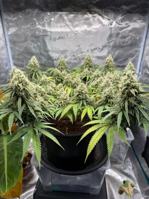 G3.2.26 - TerpyZ Fruit Trees. Week 15 - 02.10