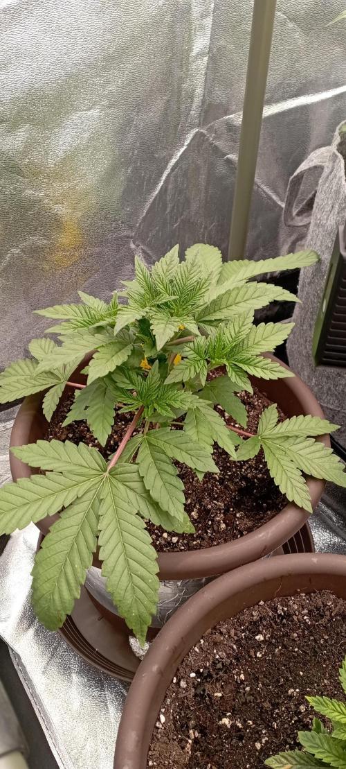 První lampa. Week 4 - Nafťák od rqs.