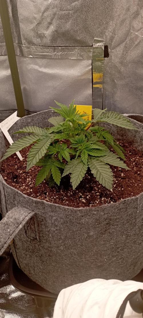 První lampa. Week 4 - Mimosa/Orange punch