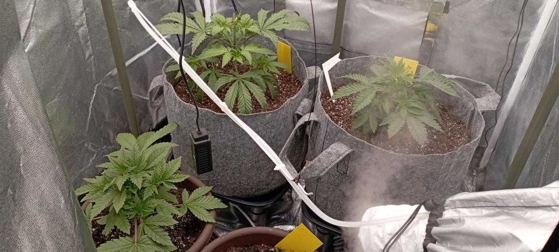 První lampa. Week 4