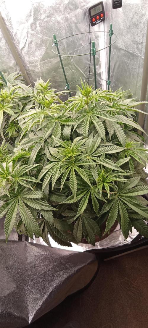 První lampa. Week 8 - Sour diesel