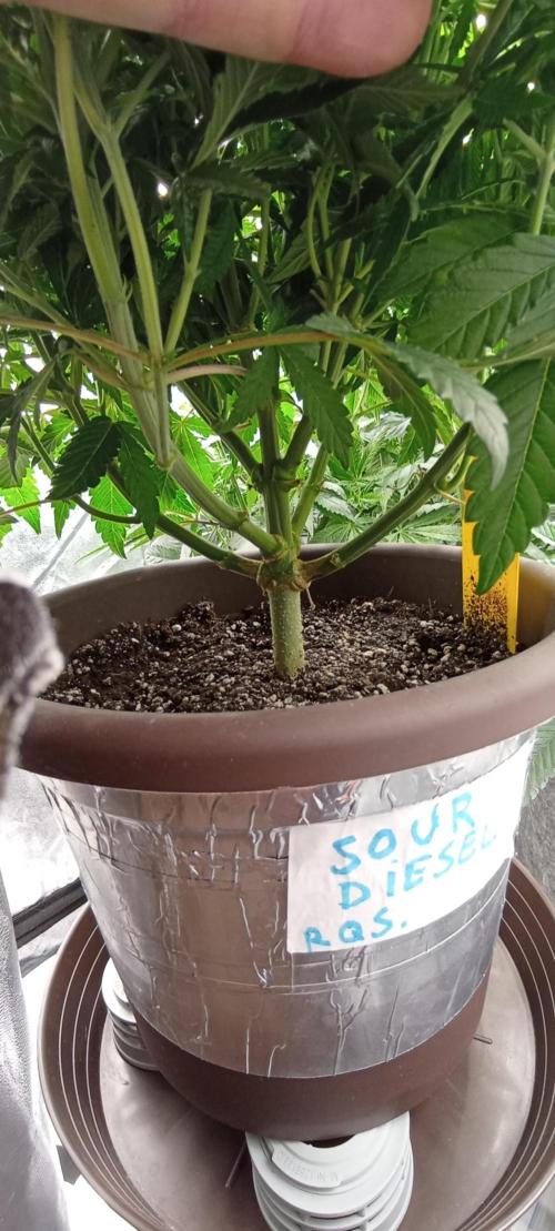 První lampa. Week 8 - Sour diesel