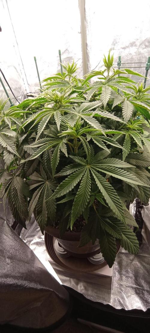 První lampa. Week 8 - Sour diesel