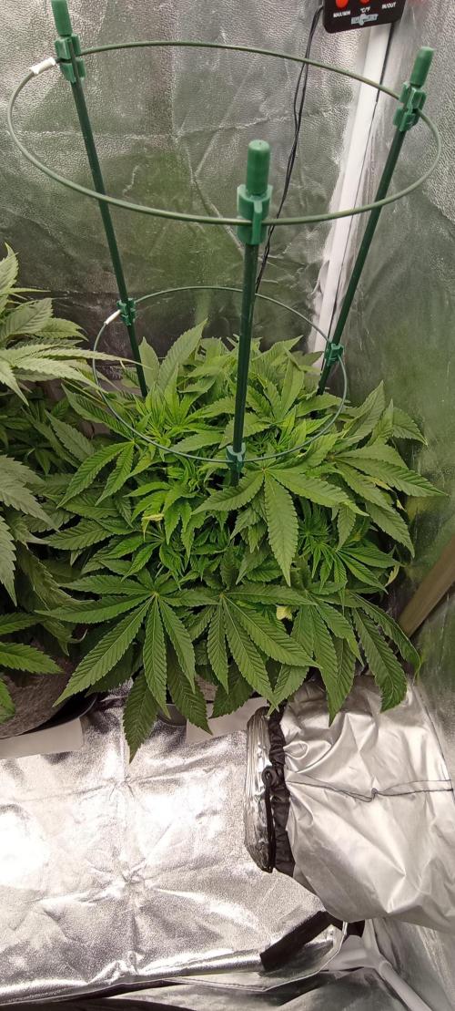 První lampa. Week 8 - Mimosa/Orange punch