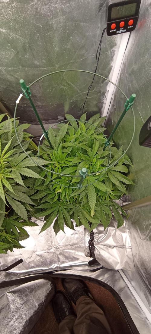 První lampa. Week 8 - Mimosa/orangepunch
