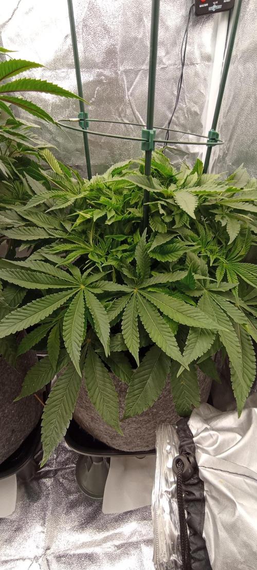 První lampa. Week 8 - Mimosa/Orange punch