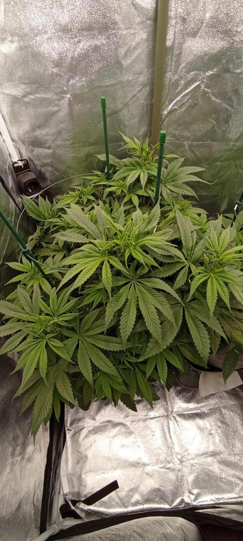 První lampa. Week 8 - SLH/pink candy