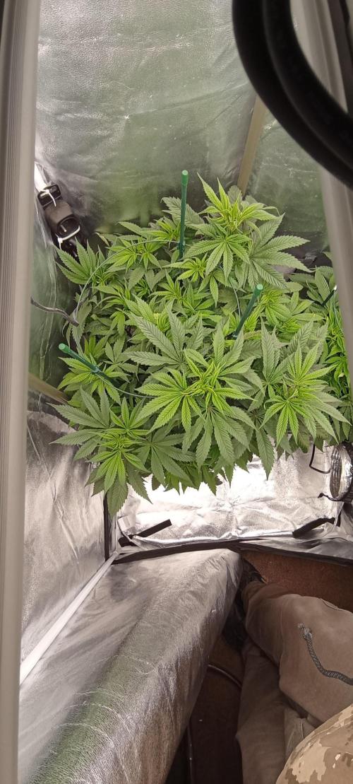První lampa. Week 8 - SLH/pink candy