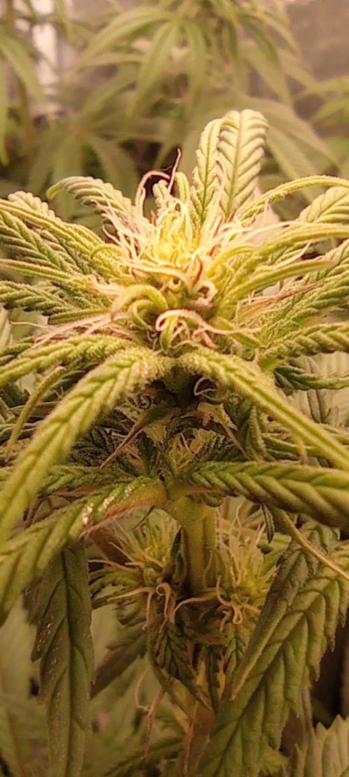 První lampa. Week 9 - SLH/pink candy