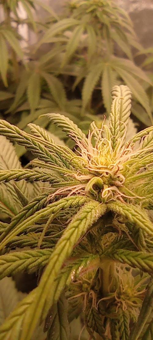 První lampa. Week 9 - SLH/pink candy