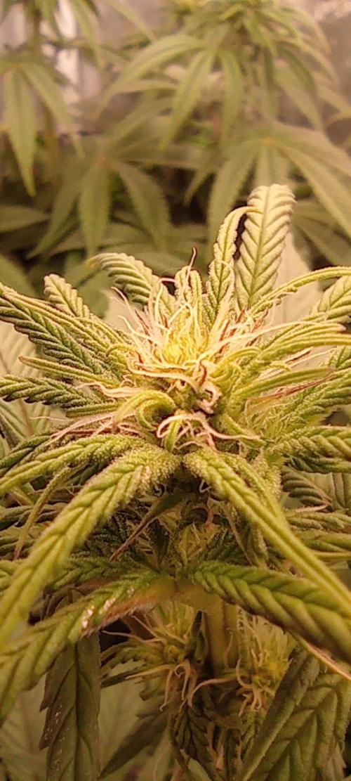 První lampa. Week 9 - SLH/pink candy