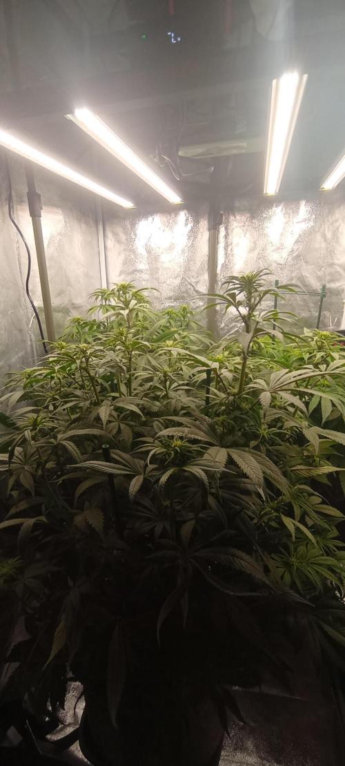 První lampa. Week 9 - SLH/pink candy