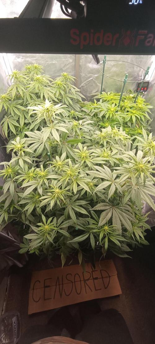 První lampa. Week 9 - SLH/pink candy