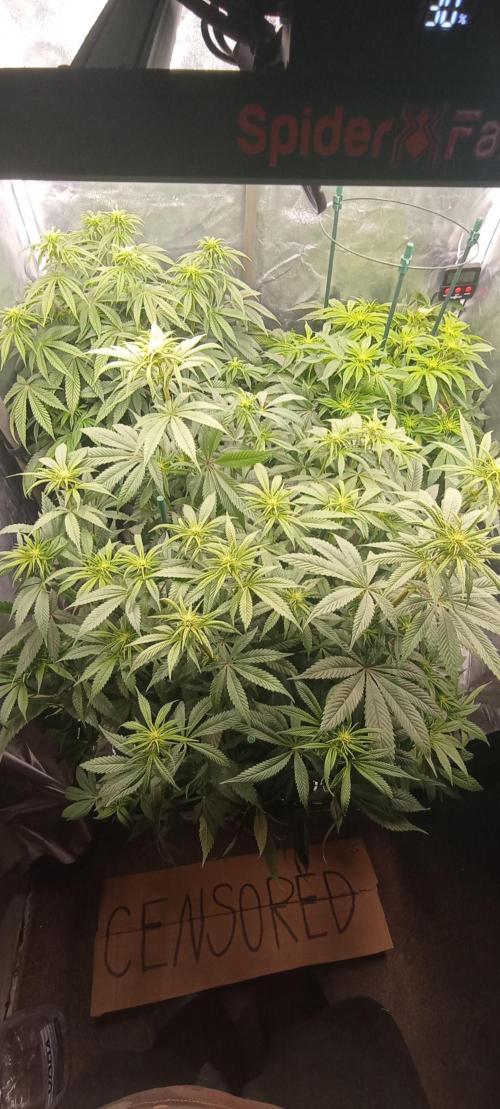 První lampa. Week 9 - SLH/pink candy