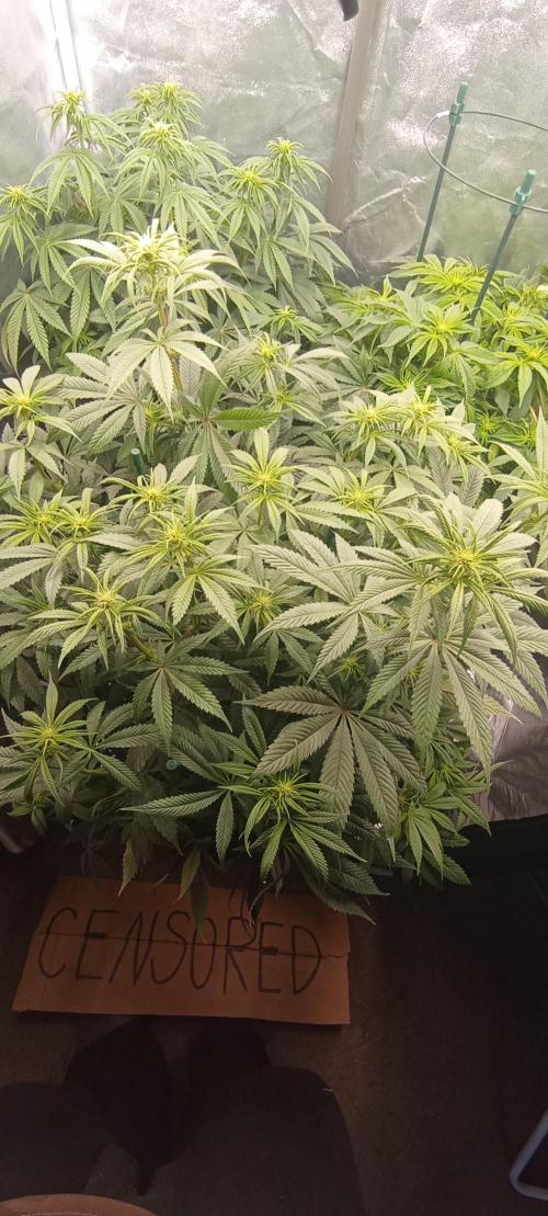 První lampa. Week 9 - SLH/pink candy